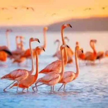דירה Flamingo *